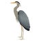 Forest Wild Life Isolated vector animals Geometric Great blue heron