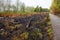 Forest wildfire. Burning field of dry grass and trees. Wild fire due to hot windy weather. Ashes of the burnt grass. Close up