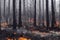 Forest wildfire dangerous natural disaster background. Wild fire flame blazing causing wilderness destruction, ecology