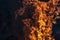 Forest wildfire at night whole area covered by flame and clouds of dark smoke. Distorted details due high temperature and