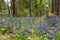 Forest wildflowers blue spring Pulmonaria