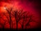 Forest wildlife photography background wallpaper haunted dangerous trees nature