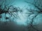 Forest wildlife photography background wallpaper haunted dangerous trees nature