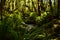 Forest wildness, magical nature of New Zealand