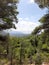 Forest window to the sea