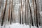 Forest in winter is completely frozen in russia. Temperature is -30Â°C and everything is white and slow