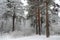 Forest in winter is completely frozen in russia. Temperature is -30Â°C and everything is white and slow