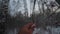 Forest in winter. A lot of snow. POV. Video from the first person. Male hand plucks from the tree frozen red berries.