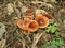 Forest winter mushrooms