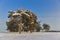 Forest winter pine.