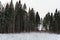 Forest at winter with snow on bushes