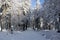 Forest in winter, snow covered road among fir trees, near Grosser Feldberg, Germany