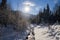 Forest in winter with snow, the sun shines through the branches of the trees, pine trees at the edge of the path, light fog on the