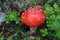 Forest wonders. The mushroom. The fly agaric