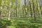 Forest with wood anemones in springtime