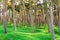 The forest wood and craters on battlefield of Vimy ridge.