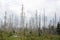 Forest and wood is damaged, destroyed and devastated by bark beetle