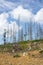 Forest and wood is damaged, destroyed and devastated by bark beetle