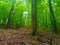 Forest. Wood. Tree. Green. Leaves. Mystary. Mountains