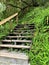 Forest Wooden Stairway with Surrounding Greenery