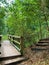 Forest Wooden Walkway and Steps with Surrounding Greenery