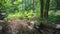 Forest and Woodland under dense treetops with foliage and dark shadows. Shot in Summer of 2020 in England