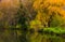 Forest with yellow foliage near the river