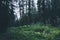 Forest in Yosemite National Park California USA