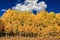 Forest of young Aspen trees in Autumn