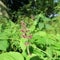 Forest-Ziest Stachys sylvatica, the flowers are purple and the