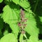 Forest-Ziest Stachys sylvatica, the flowers are purple and the