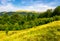 Forested hills and meadows of Svydovets ridge