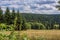 Forested landscape with dense pine plantations