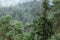 Forested mountain overview in Europe, foggy conifer tree tops, i