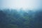 Forested mountain slope in low lying cloud with the evergreen co