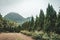 Forested mountain slope in low lying cloud with the evergreen conifers shrouded in mist in