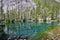 Forested shoreline of Grassi Lakes and rugged mountainside