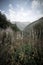 Forested valleys between the mountains. andorra