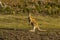 Forester Kangaroo, one of the biggest kangaroos.