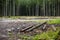 forester works, wood logs in large big piles near forest