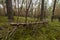 forester works, wood logs in large big piles near forest