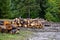 forester works, wood logs in large big piles near forest