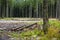 forester works, wood logs in large big piles near forest