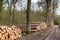 Forestry - big logs stacked on the side of the path on a oak alley