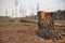 Forestry clearance and storage timber.