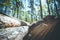 Forestry: fallen tree trunk in the wood, blurry background