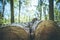 Forestry: fallen tree trunk in the wood, blurry background