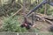 Forestry harvester during a job among trees