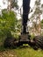 forestry harvester during a stoppage among trees in the fores