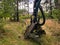 forestry harvester during a stoppage among trees in the fores